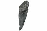 Partial Fossil Megalodon Tooth - South Carolina #293965-1